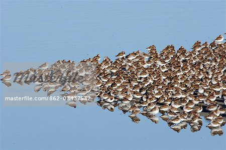 USA, Alaska Copper River Delta. Western Sandpipers (Calidris Mauri) und Alpenstrandläufer (Calidris Alpina), im Frühling Migration, anhalten, um auf die Bruchwaldreste des Copper River Delta ernähren. Praktisch übergibt die gesamte Bevölkerung der westlichen Sandpipers durch die Region während der Frühling.