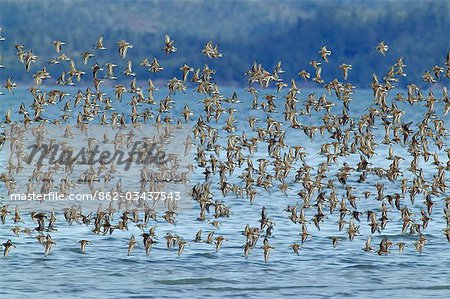 USA, Alaska, Copper River Delta. Western Sandpipers (Calidris Mauri) und Alpenstrandläufer (Calidris Alpina), im Frühling Migration, anhalten, um auf die Bruchwaldreste des Copper River Delta ernähren. Praktisch übergibt die gesamte Bevölkerung der westlichen Sandpipers durch die Region während der Frühling.