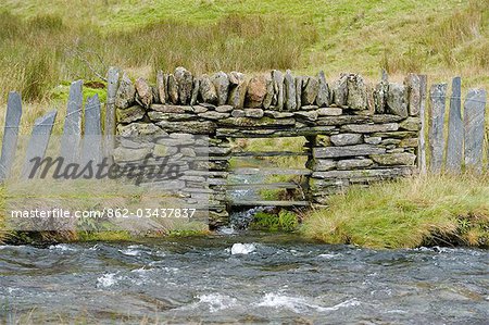 Pays de Galles, Conwy, Snowdonia. Un mur de pierres sèches et ardoise traverse un cours d'eau vers le haut dans le Llan MCG aux côtés de la voie Watkin un des itinéraires jusqu'à Snowdon.