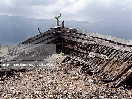 An old wooden sailing boat,known as a dhow,at Qalansiah,an important fishing village in the northwest of Socotra Island. An Egyptian vulture perches on the prow.