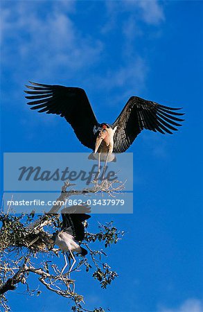 Zambie, parc national du Sud Luangwa. Cigogne de marabout (Leptoptilos crumeniferus) et stork yellowbilled immatures (Mycteria ibis)