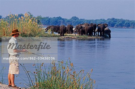 Lower Zambezi Nationalpark in Sambia. Fliegenfischen auf Tiger Fische auf dem Sambesi-Fluss vor dem Hintergrund eines Elefanten auf der benachbarten Insel.