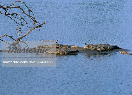 Crocodiles se prélasser sur les bancs de sable dans la rivière Luangwa sud pendant la saison sèche lorsque la rivière est faible. .