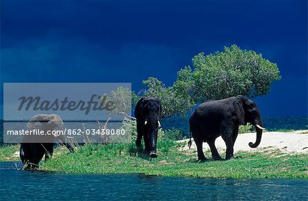 Zimbabwe, du Zambèze. Éléphants mâles (Loxodonta africana) sous les nuages orageuses sur la rive du fleuve Zambèze.