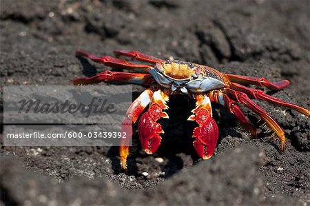 Sally Lightfoot, crabe des îles Galapagos, Equateur