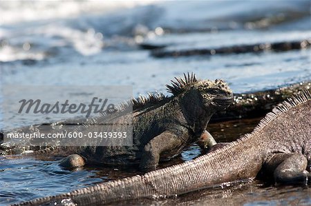 Marine les iguanes, les îles Galapagos, Equateur