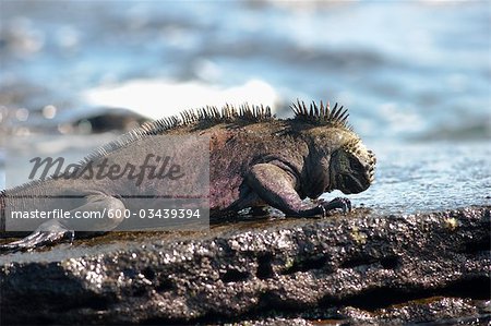 Marine Iguana, Galapagos-Inseln, Ecuador