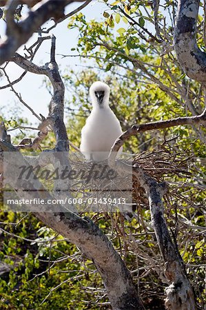 Masked Booby Chick, Genovesa Island, Galapagos-Inseln, Ecuador