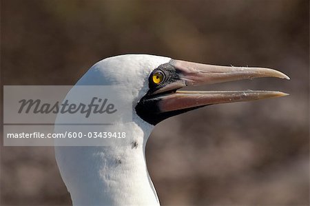 Masked Booby, Genovesa Island, Galapagos Islands, Ecuador