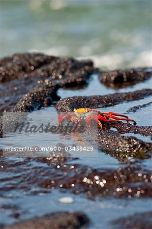 Sally Lightfoot, crabe des îles Galapagos, Equateur