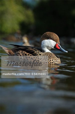 Porträt des weißen Schwarzbart Pintail Duck