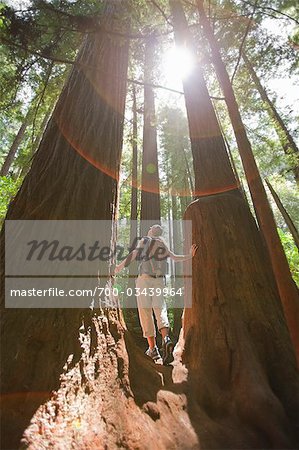 Woman Hiking Through a Forest of Old Growth Redwoods, Near Santa Cruz, California, USA
