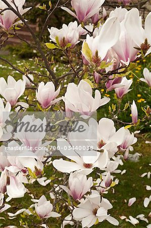 Close-up of Magnolia Blossoms on Magnolia Shrub