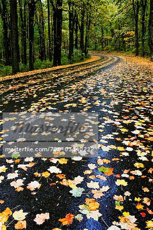 Road with Fall Leaves, Skyline Drive, Virginia, USA