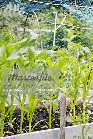 Mais-Sämlinge wachsen in Pflanzer