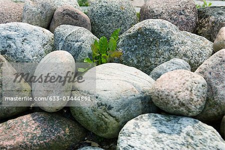 Plante solitaire parmi les roches