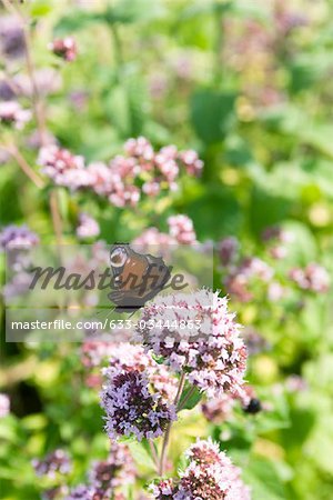 Tagpfauenauge (Inachis Io) Fahrgastwechsel auf Flower Baldrian (Valeriana Officinalis)