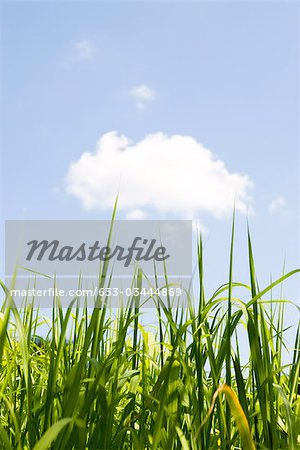 Tops of cane stalks against blue sky