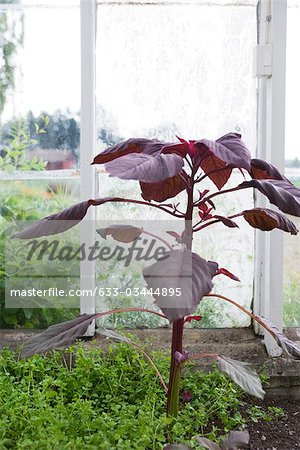 Purple plant growing in greenhouse