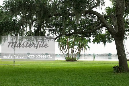 Oak covered with Spanish moss at water's edge