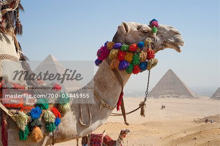 Chameau devant les pyramides, Giza, Égypte