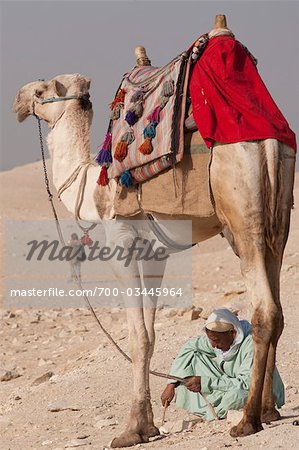 Man with Camel, Cairo, Egypt