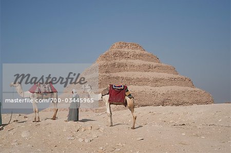 Man with Camels in front of Pyramid of Djoser, Saqqara, Egypt Man with Camels in front of Pyramid of Djoser, Saqqara, Egypt