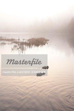 Ducks on Foggy Day, Vancouver, British Columbia, Canada