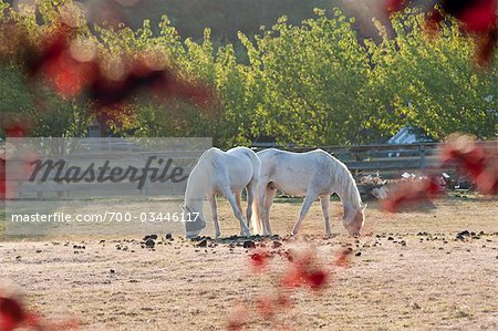 Horses, Whidbey Island, Washington, USA