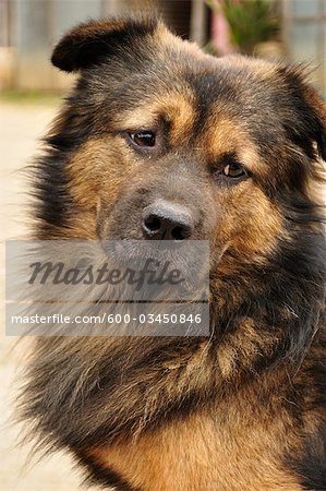 Portrait of Dog, Luang Prabang, Laos