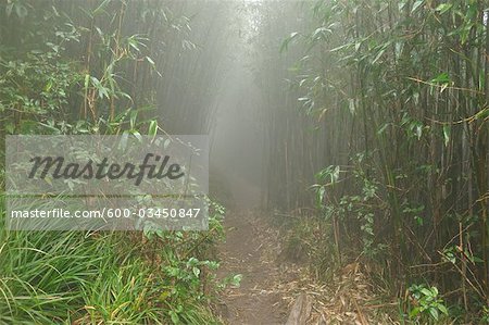 Chemin à travers la forêt tropicale jusqu'au sommet du Fansipan, montagnes d'Hoang Lien, Vietnam