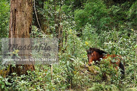 Wildpferd im Regenwald, Fansipan, Hoang Lien Berge, Vietnam