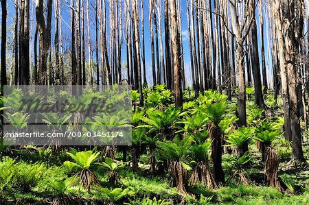 Les fougères arborescentes se remettre de la brousse, Yarra varie National Park, Victoria, Australie