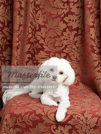 Teacup Maltese