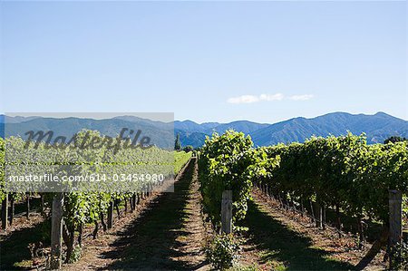 Marlborough, Weinberge in der Nähe von Blenheim