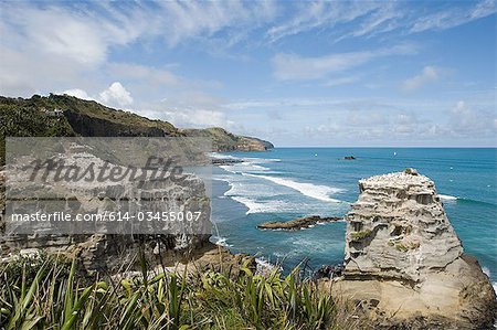 Auckland, coast with gannet rocks at Muriwai Beach