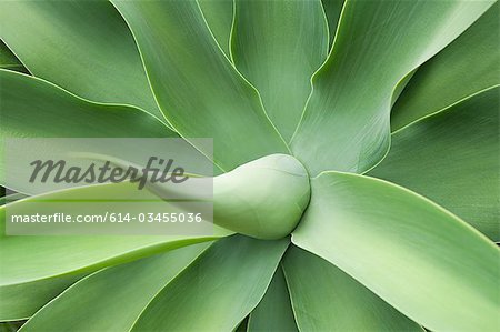 Auckland, agave, century plant, close-up