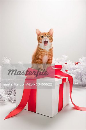 Chaton sur une boîte de cadeau de Noël Chaton sur une boîte de cadeau de Noël
