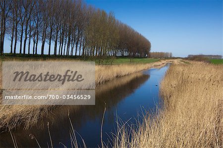 Roseaux dans le fossé, Zeeland, Pays-Bas