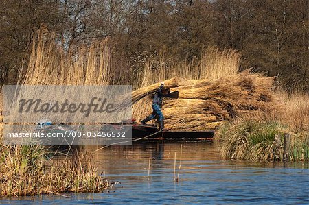 Man Transporting Bundles of Reeds, Giethoorn, Overijssel, Netherlands