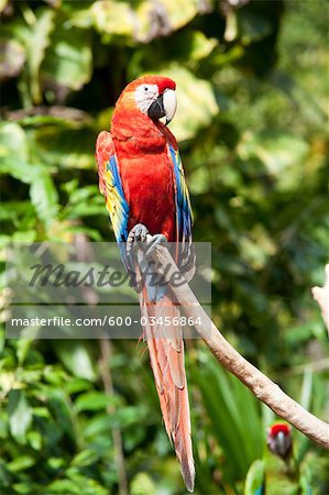 Portrait de perroquet, Mexique