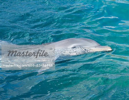 Dolphin,  Mexico