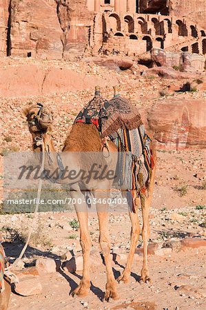 Chameau devant la tombe d'urne, Petra, Jordanie, Moyen-Orient Chameau devant la tombe d'urne, Petra, Jordanie, Moyen-Orient