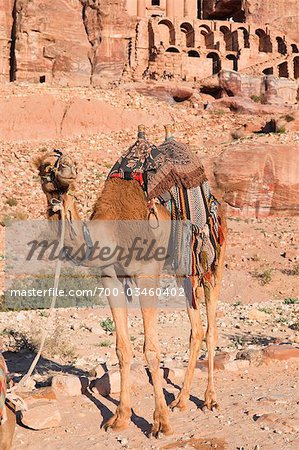 Chameau devant la tombe d'urne, Petra, Jordanie, Moyen-Orient