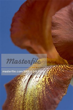 Flower Details - Iris.