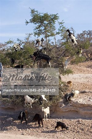 Goats eat the fruit of the Argan tree. The seeds retrieved from their waste are ground up and the result turned into Argan oil.