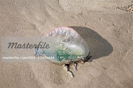 Jellyfish, Jamaica Beach, Galveston Island, Texas, USA