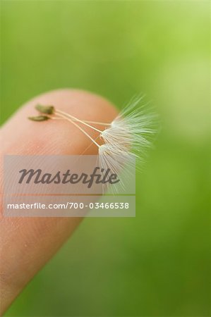 Finger with Dandelion Seeds
