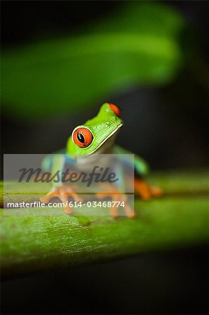 Red-eyed tree frog in costa rica