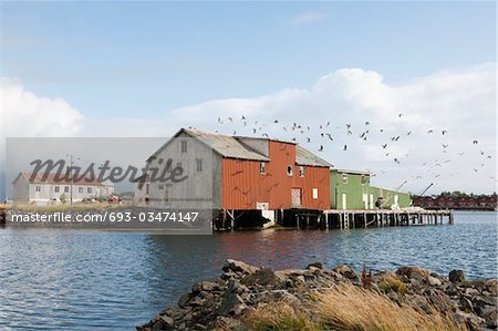 Volée d'oiseaux et une remise à bateaux sur les îles Lofoten, Norvège